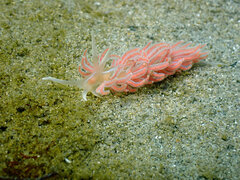 Phyllodesmium serratum