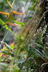 Phlegmariurus linifolius