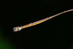 Protoneura amatoria