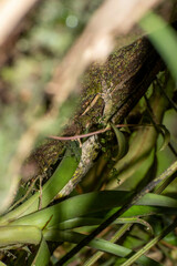 Anolis aequatorialis