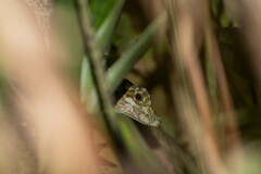 Anolis aequatorialis