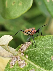 Dysdercus sidae