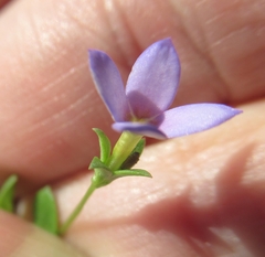 Houstonia pusilla