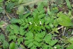 Valeriana chaerophylloides