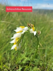 Schizochilus flexuosus