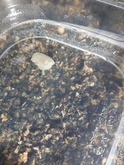 Acanthodoris nanaimoensis