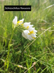 Schizochilus flexuosus