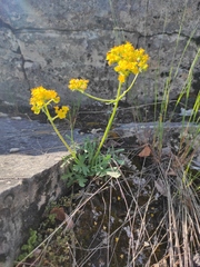 Patrinia rupestris