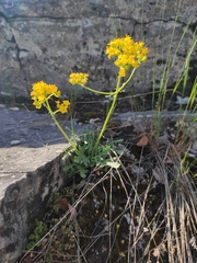 Patrinia rupestris