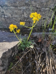 Patrinia rupestris