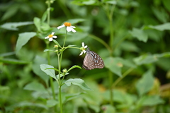 Ideopsis vulgaris
