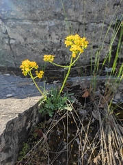 Patrinia rupestris