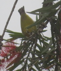 Zosterops palpebrosus