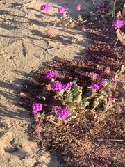 Abronia villosa
