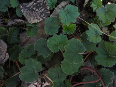Alchemilla pectinata