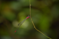 Teinobasis ruficollis