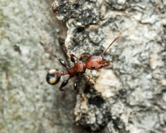 Podomyrma adelaidae