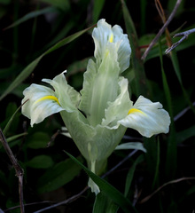 Iris palaestina