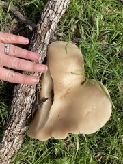 Clitocybe brunneocephala