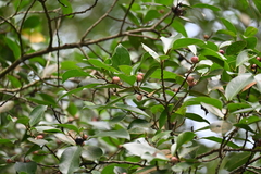 Ficus microcarpa microcarpa