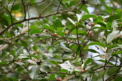Ficus microcarpa microcarpa