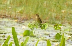 Acrocephalus stentoreus