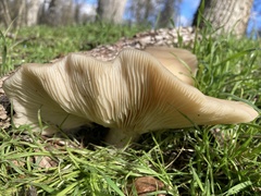 Clitocybe brunneocephala