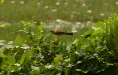 Acrocephalus stentoreus