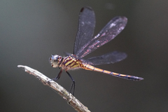 Cannaphila insularis