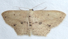 Scopula annularia