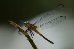 Cannaphila insularis