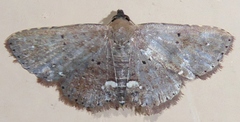 Nechesia albotentata