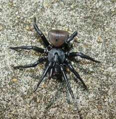 Cyclocosmia truncata