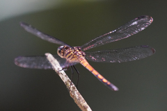 Cannaphila insularis