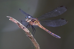 Cannaphila insularis