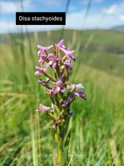 Disperis tysonii