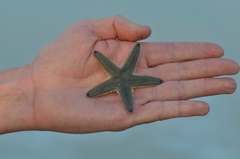 Astropecten indicus