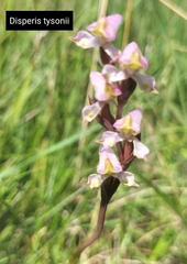 Disperis tysonii
