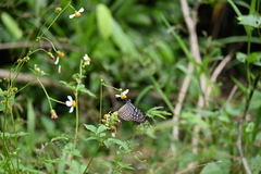 Ideopsis vulgaris