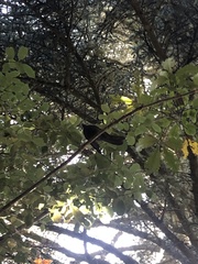 Rhipidura fuliginosa fuliginosa