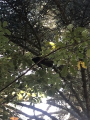 Rhipidura fuliginosa fuliginosa