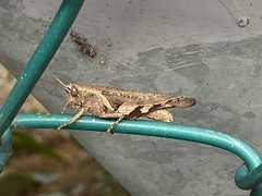 Xenocatantops humilis