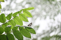 Polyura hebe
