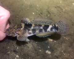 Bathygobius soporator