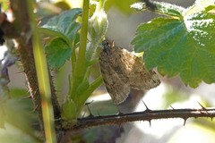Hydriomena nubilofasciata