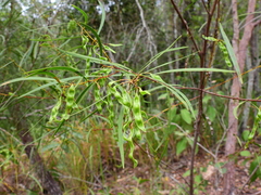 Acacia simsii