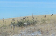 Yucca glauca