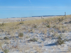 Yucca glauca