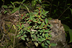 Peperomia velutina