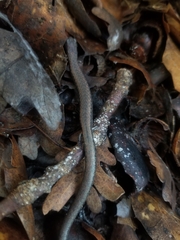 Batrachoseps gavilanensis